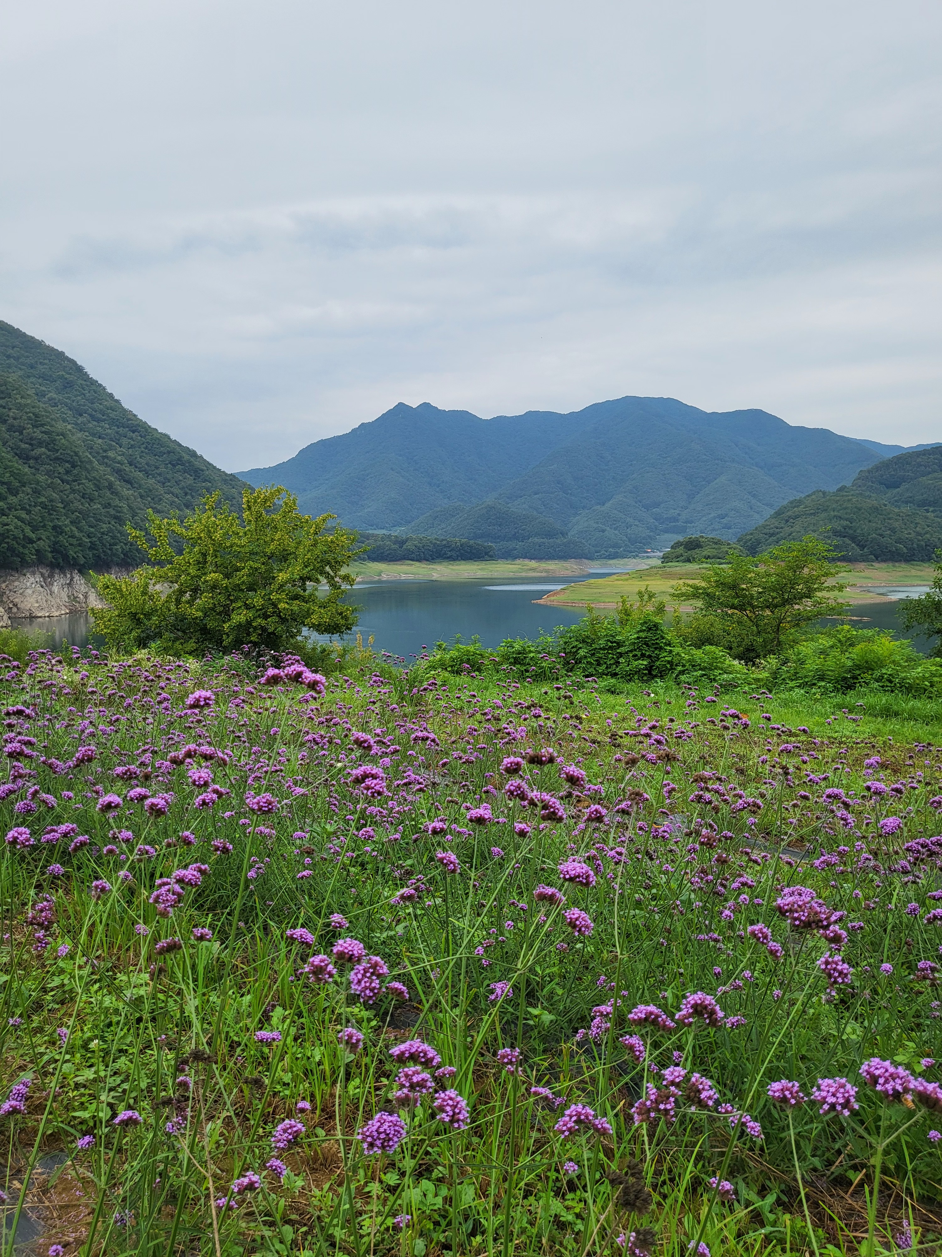 봄 (3.1~5.31) 이미지