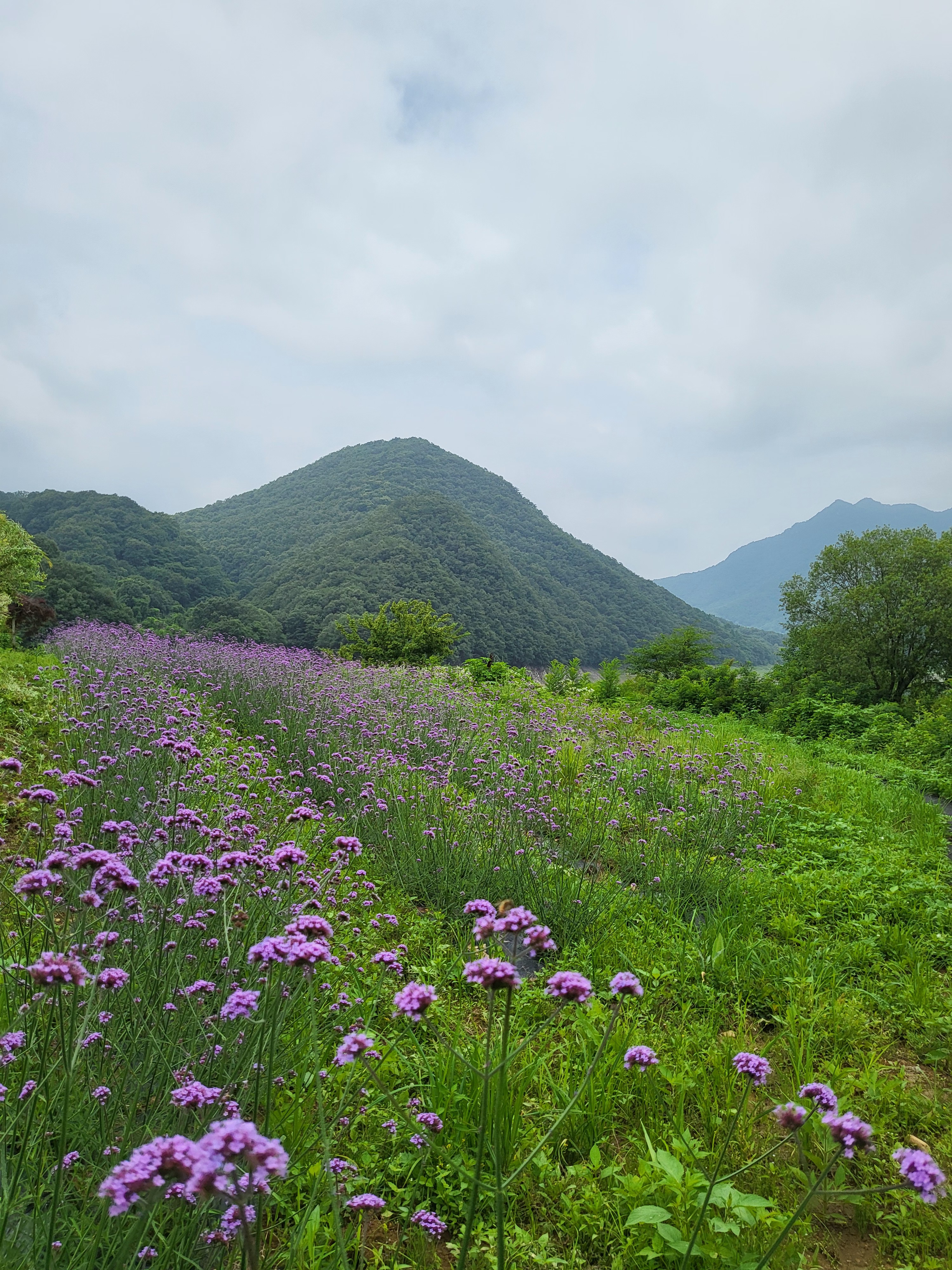 봄 (3.1~5.31) 이미지